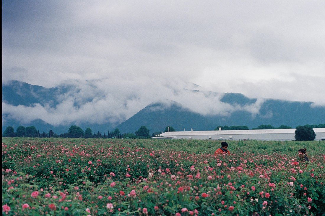 Rose fields in the Rose Valley, Bulgaria